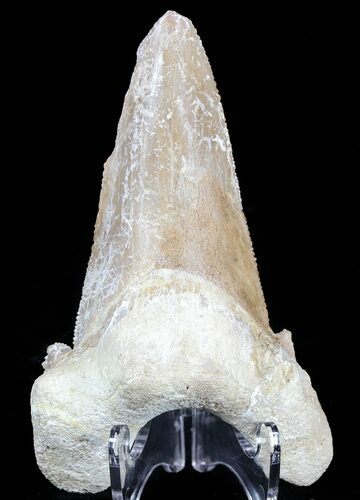 Auriculatus Shark Tooth - Dakhla, Morocco (Restored) #58426
